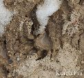 Новости » Общество: Под Керчью волки загрызли собаку, которая защищала своего хозяина