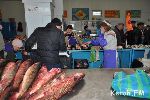 Новости » Криминал и ЧП: В Керчи на Центральном рынке продают рыбу с нарушением закона