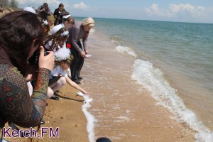 Новости » Общество: Качество морской воды в Крыму не вызывает опасений, - минэкологии