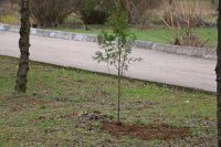 Новости » Общество: В керченских парках высадили молодые деревья