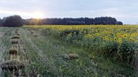 Новости » Общество: В Крыму сельское хозяйство лидирует по объему инвестиций