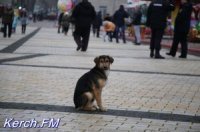 Новости » Общество: В Керчи стерилизовали более 170 собак