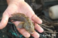 Новости » Общество: В Керчи у стихийщиков забрали 18 кг бычка