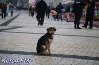 Новости » Общество: За жестокое обращение с животными можно будет получить до 5 лет тюрьмы