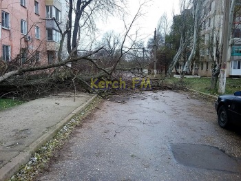 Новости » Общество: В Керчи из-за ветра дерево упало на тротуар напротив 11 школы