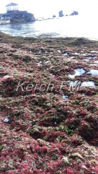 Новости » Общество: В Керчи на берег выбросило необычные водоросли