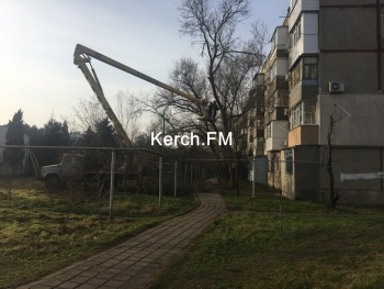 Новости » Общество: В Керчи на Ворошилова пилят аварийные деревья