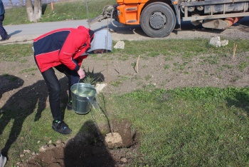 Новости » Общество: УЖКХ Керчи поручили следить за свежевысаженными деревьями на Митридате