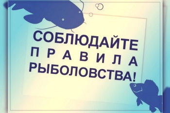 Новости » Общество: Керчанам рассказали, кого нельзя ловить летом в море