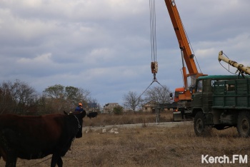 Новости » Общество: На Абрикосовой КРЭС тянет новую линию