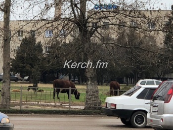 Ты репортер: По Керчи гуляют коровы