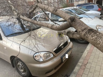 Новости » Общество: В Керчи во дворе многоэтажки упало дерево