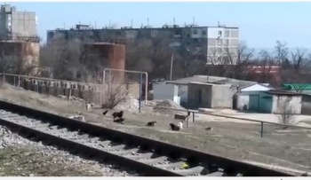 Новости » Общество: Свора собак не дает прохода керчанам в районе Семи Ветров