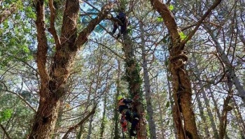 Новости » Криминал и ЧП: В Крыму парапланерист застрял на верхушке сосны на склоне Ай-Петри