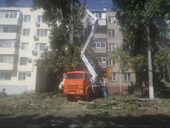 Новости » Общество: На Ульяновых пилят высокие деревья