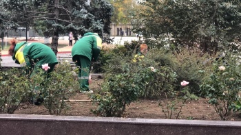 Новости » Общество: Зеленхоз приводит клумбы в центре Керчи в порядок