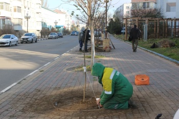 Новости » Общество: Зеленхоз высадил на ул. Самойленко саженцы катальпы