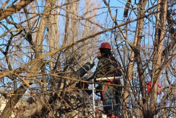 Новости » Общество: Дерево упало на газовую трубу в Керчи