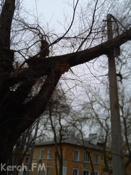 Новости » Общество: Старое огромное дерево упало на электроопору в Керчи