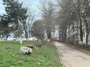 Новости » Общество: В Керчи спилили аварийные деревья вдоль домов по Орджоникидзе