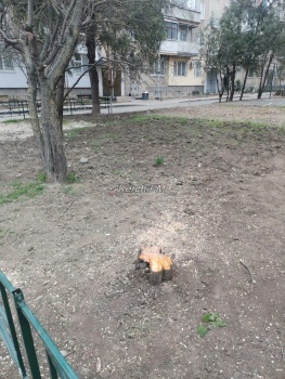 Новости » Общество: Молодое дерево на клумбе спилили ради благоустройства, - керчанка