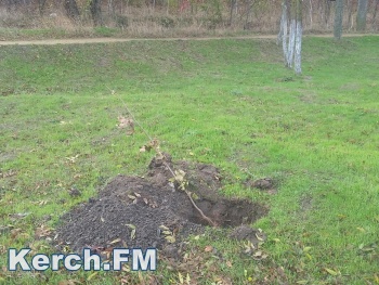 Новости » Общество: В Крыму высадят 23 тысячи деревьев