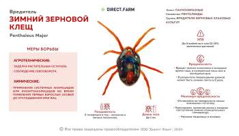 Новости » Общество: В Крыму отложил яйца в озимых красноногий клещ