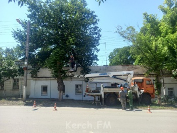 Новости » Коммуналка: Часть улицы Крупская в Керчи огорожена: ведут обрезку деревьев