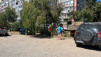 Новости » Общество: В Керчи на Сморжевского ветка дерева упала на тротуар