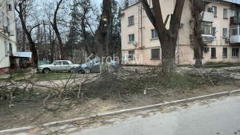 Новости » Общество: Деревья обрезали, а ветки на Горького вывезти забыли