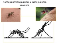 Новости » Общество: В Керчи не обнаружили личинок малярийных комаров