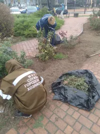 Новости » Общество: В сквере Воссоединения в Керчи продолжается осенняя обработка розария