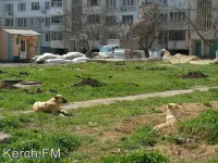 В Керчи на семилетнего мальчика набросилась собака