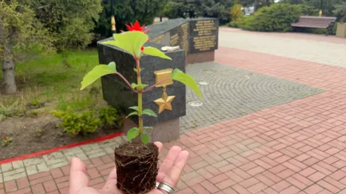 Новости » Общество: В центре Керчи высадили огненную сальвию