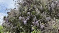 Цветущая глициния украсила один из дворов Керчи