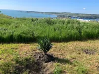 Вдоль дороги на гору Митридат в Керчи юкки обрезали под пальмы