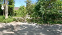 Без пострадавших: в Аршинцево на дорогу упала огромная ветка дерева
