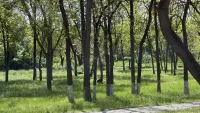 Обещанную обработку городских территорий от клещей в Керчи так и не начали