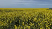 Золотые ковры Крыма: красота рапсовых полей под Керчью