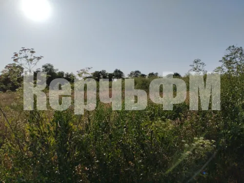 Коварный борщевик захватывает окрестности поселка Мичурино под Керчью