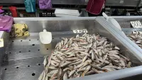 Новости » Общество: Цена на барабулю и ставридку в Керчи снизилась
