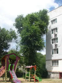 Новости » Общество: Высокое дерево по Энгельса, 11 в Керчи - угроза для детей