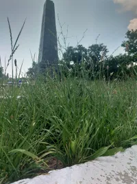 В Героевке территория возле памятника заросла травой