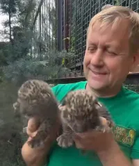 В «Тайгане» родились два малыша-леопарда