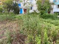 Новости » Общество: Во дворах домов по улице Буденого в Керчи некошеная трава