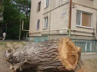 Новости » Общество: Спиленный ствол огромного дерева у керченской пятиэтажки ждет вывоза