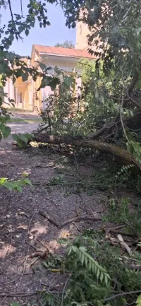 На Войкова ветка дерева упала на тротуар
