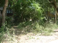 В Керчи поломанные ветки после непогоды убрали не до конца