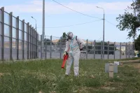 Новости » Общество: В Керчи начали борьбу с амброзией