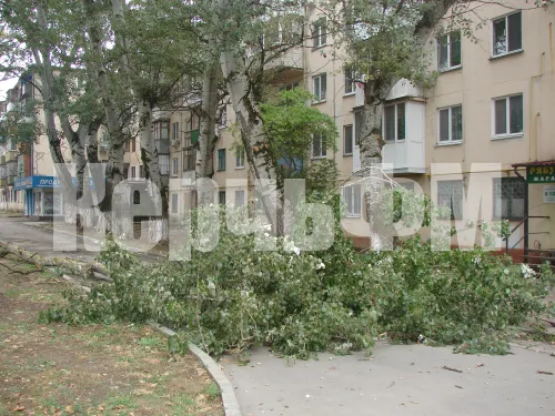 Новости » Общество: Большая упавшая ветка тополя на Горького в Керчи преградила путь по тротуару